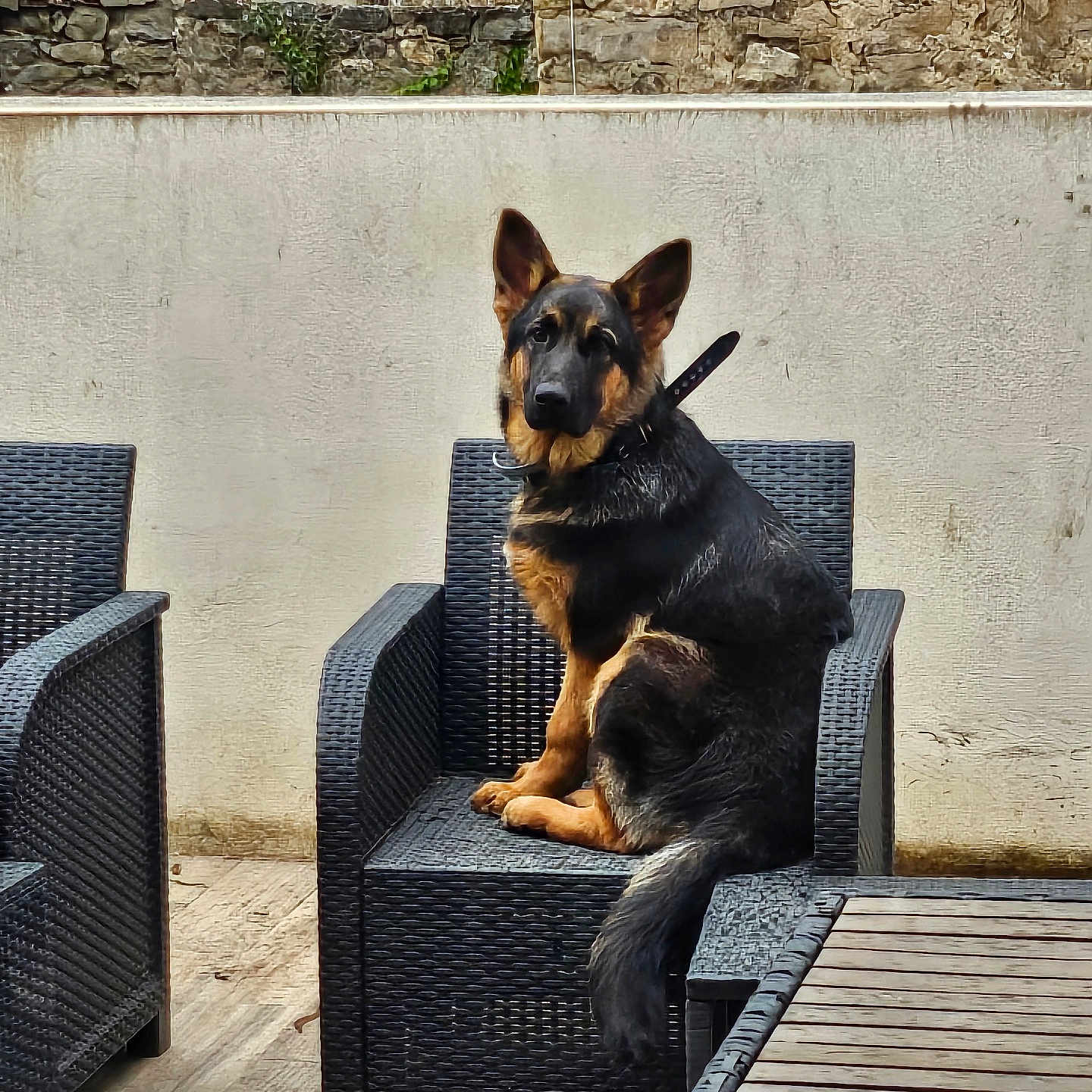 Athena a rejoint le concours — aidez-le/la à gagner de superbes lots ! dog, german_shepherd, pet, animal, sitting, chair, patio, outdoor, wicker_furniture, stone_wall, rustic, table, terrace, tile_floor, black_and_tan, upright_pose, collar, leash, portrait, domestic_animal