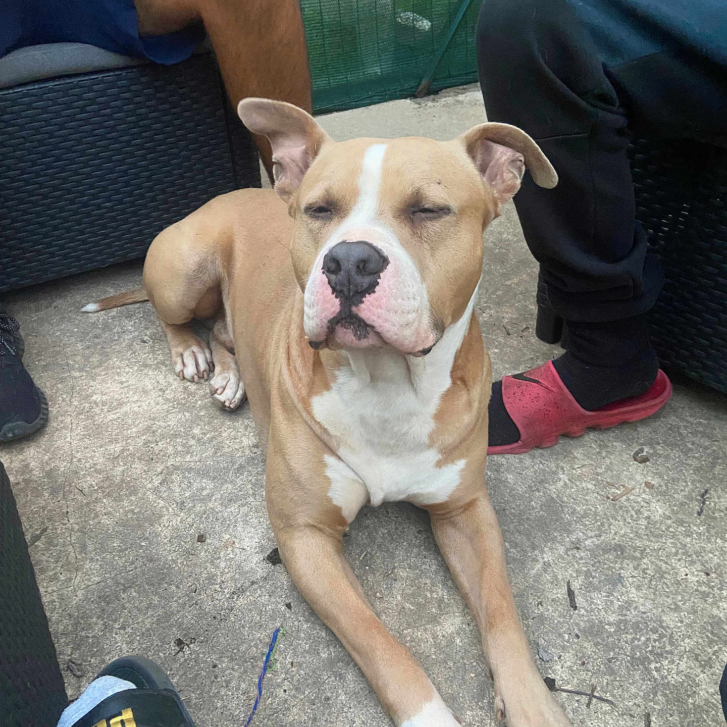 Rio participe au concours pour gagner de l'argent avec cette photo : animal, casual, companionship, concrete_floor, dog, friendly, legs, outdoor, paw, people, pet, relaxed, resting, sandal, sidewalk, sock, summer, tan, white, wicker_furniture