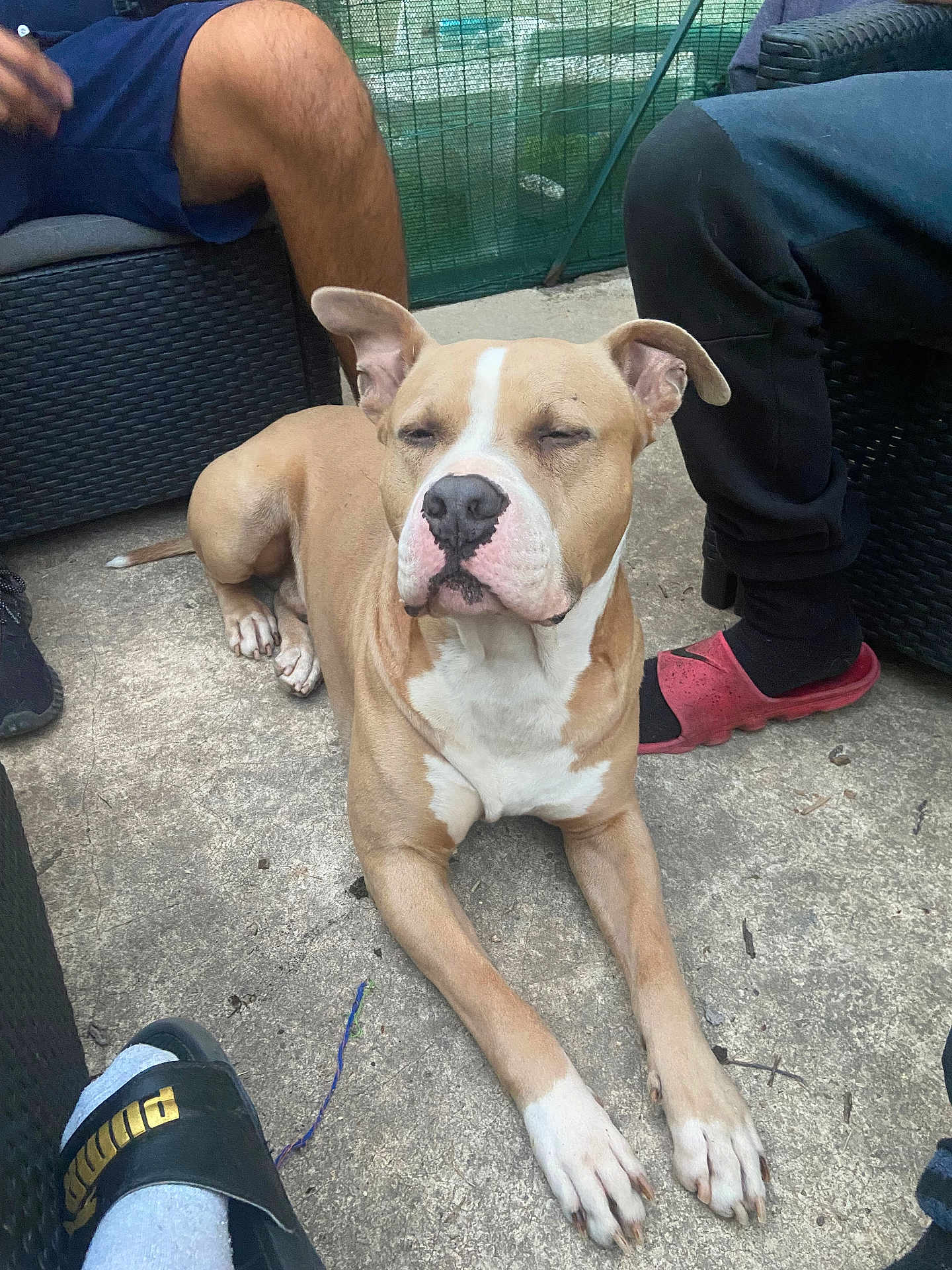 Rio participe au concours pour gagner de l'argent avec cette photo : dog, tan, white, paw, concrete_floor, wicker_furniture, people, legs, sandal, sock, outdoor, resting, pet, animal, sidewalk, casual, relaxed, summer, companionship, friendly