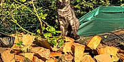 Tayko a rejoint le concours — aidez-le/la à gagner de superbes lots ! animal, branches, cat, curious, daylight, fence, firewood, forest, greenery, leaves, nature, outdoor, pet, plants, rustic, sitting, sunlight, tabby_cat, wood, woodpile