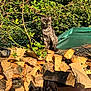cat, tabby_cat, firewood, woodpile, outdoor, greenery, fence, sunlight, nature, plants, rustic, animal, pet, sitting, wood, branches, leaves, daylight, forest, curious