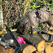 Tayko participe au concours pour gagner de l'argent avec cette photo : cat, wood_logs, outdoor, fence, greenery, toy, shoe, sunlight, shadow, nature, animal, curious, pet, rustic, branch, texture, closeup, daylight, grey_cat, sniffing