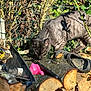 cat, wood_logs, outdoor, fence, greenery, toy, shoe, sunlight, shadow, nature, animal, curious, pet, rustic, branch, texture, closeup, daylight, grey_cat, sniffing