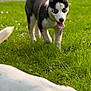 Asko a rejoint le concours — aidez-le/la à gagner de superbes lots ! dog, puppy, husky, grass, outdoor, greenery, animal, pet, nature, playful, tongue_out, canine, young, running, blurred_foreground, sunlight, summer, mammal, fur, happy