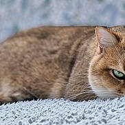 Harry a rejoint le concours — aidez-le/la à gagner de superbes lots ! cat, feline, pet, brown_fur, green_eyes, lying_down, relaxed, alert, staring, whiskers, ears, tail, fluffy_blanket, blue_blanket, indoor, close_up, animal_portrait, soft_texture, horizontal_composition, sleepy