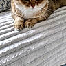 cat, tabby, pet, animal, feline, portrait, green_eyes, whiskers, ears, fur, brown_fur, white_chest, lying_down, paws, blanket, couch, cushion, indoor, cozy, photography