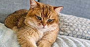 Harry participe au concours pour gagner de l'argent avec cette photo : cat, tabby, golden_fur, pet, animal, feline, whiskers, green_eyes, pointed_ears, crossed_paws, lying_down, relaxed, serious_expression, indoor, couch, blanket, soft_texture, cozy, portrait, home