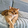 animal, blanket, cat, couch, cozy, crossed_paws, feline, golden_fur, green_eyes, home, indoor, lying_down, pet, pointed_ears, portrait, relaxed, serious_expression, soft_texture, tabby, whiskers