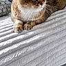 Harry a rejoint le concours — aidez-le/la à gagner de superbes lots ! cat, pet, animal, feline, brown_fur, white_chest, blue_eyes, whiskers, ears, paws, sitting, lounging, indoors, sofa, couch, blanket, cushion, home, portrait, photography