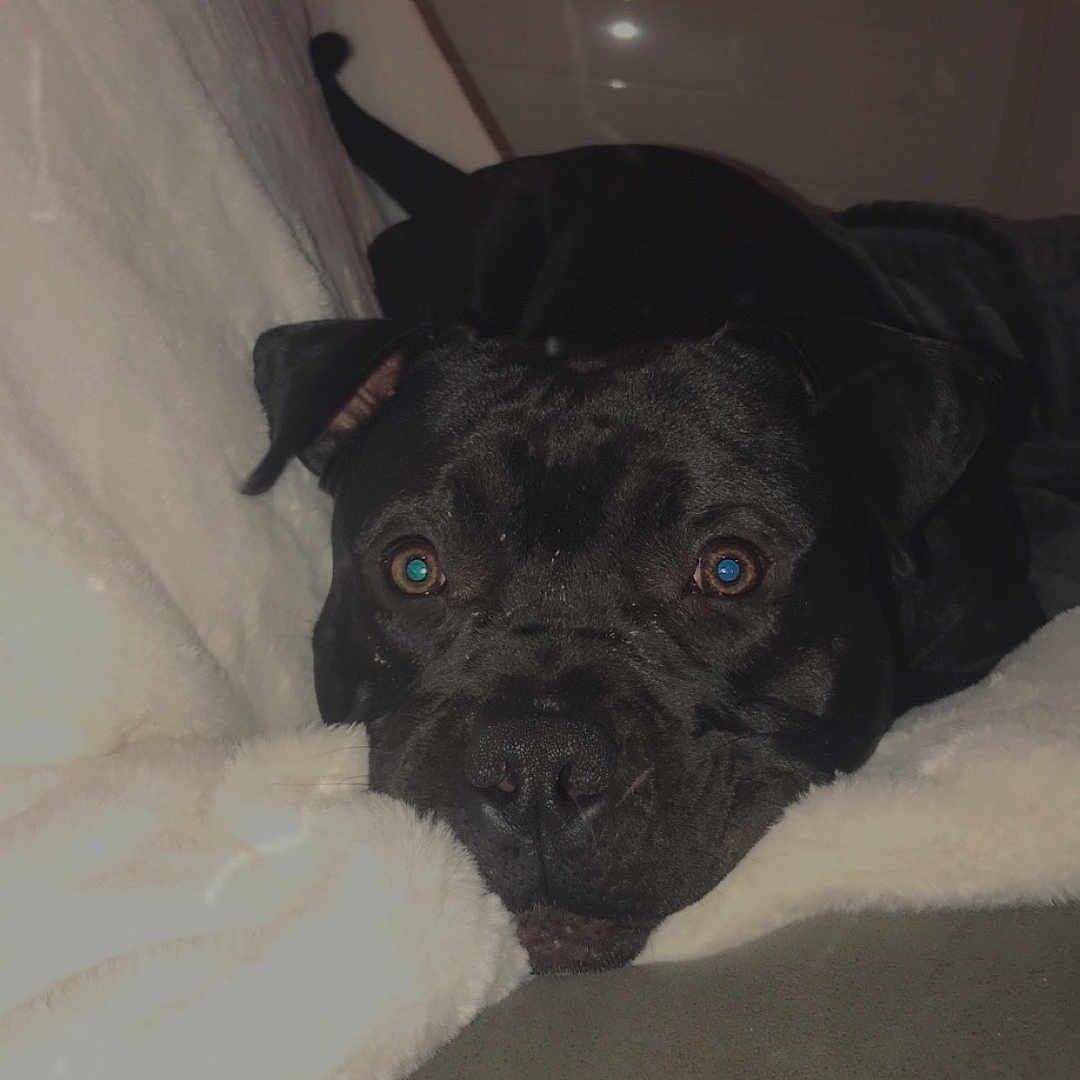 Guizmo a rejoint le concours — aidez-le/la à gagner de superbes lots ! animal, armchair, blanket, bostonbull, boxer, bulldog, canine, chair, cockerspaniel, couch, dog, frenchbulldog, furniture, hound, labradorretriever, pet, pitbull, pointer, pug, puppy