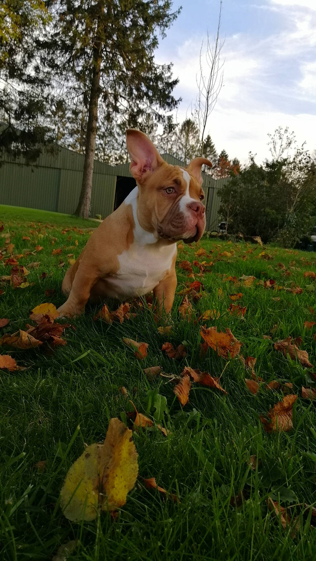 Ruby a rejoint le concours — aidez-le/la à gagner de superbes lots ! american_pit_bull_terrier, american_staffordshire_terrier, canidae, carnivore, companion_dog, dog, dog_breed, ear, fawn, grass, hunting_dog, mammal, non_sporting_group, pit_bull, sporting_group, vertebrate