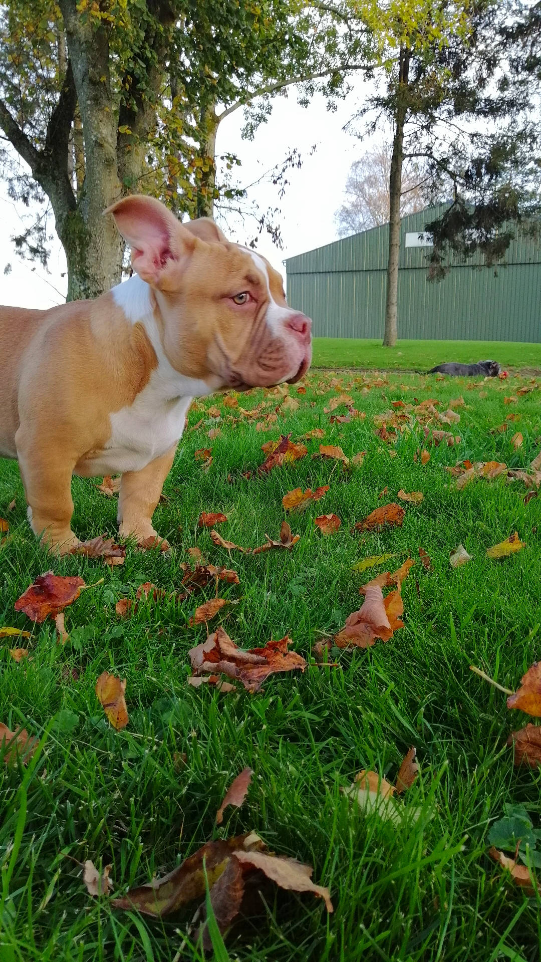 Ruby a rejoint le concours — aidez-le/la à gagner de superbes lots ! american_bulldog, american_pit_bull_terrier, american_staffordshire_terrier, australian_bulldog, bulldog, canidae, carnivore, companion_dog, dog, dog_breed, dorset_olde_tyme_bulldogge, fawn, grass, mammal, non_sporting_group, old_english_bulldog, pit_bull, rare_breed_dog, sporting_group, vertebrate