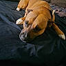 Teddy is registered to the contest to win money with this photo: animal, bed, blanket, brown_dog, canine, close_up, collar, comfort, cute, dog, domestic, fur, household, indoor, lying_down, pet, relaxed, resting, sleepy, white_paws