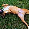 Teddy joined the competition — help win amazing prizes! animal, brown_dog, canine, collar, cute, dog, fun, fur, grass, happy, lying_down, nature, outdoor, pet, playful, relaxing, smiling, summer, tongue_out, white_paws