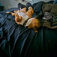 Teddy is registered to the contest to win money with this photo: animal, bed, black_bedspread, blanket, brown_dog, collar, cozy, daylight, dog, domestic_animal, fur, home, indoor, lying_down, paw, pet, relaxed, resting, sleepy, window