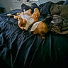 animal, bed, black_bedspread, blanket, brown_dog, collar, cozy, daylight, dog, domestic_animal, fur, home, indoor, lying_down, paw, pet, relaxed, resting, sleepy, window