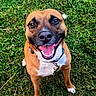 animal, brown_fur, canine, closeup, collar, dog, domestic_animal, fun, grass, grass_field, happy, looking_up, nature, outdoor, pet, playful, smiling, summer, tongue_out, white_paws
