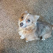 Taurus joined the competition — help win amazing prizes! dog, pet, carpet, fluffy, small_dog, looking_up, indoor, cute, animal, fur, ears, paw, sitting, brown, white, companion, domestic_animal, friendly, expression, canine