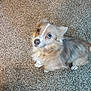 dog, pet, carpet, fluffy, small_dog, looking_up, indoor, cute, animal, fur, ears, paw, sitting, brown, white, companion, domestic_animal, friendly, expression, canine