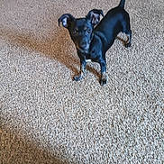 Virgo is registered to the contest to win money with this photo: dog, black_dog, carpet, indoor, pet, animal, small_dog, curious, alert, ears, tail, standing, looking, fur, cute, domestic_animal, canine, floor, young_dog, companion