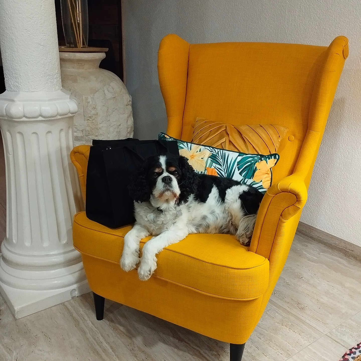 Janelle participe au concours pour gagner de l'argent avec cette photo : armchair, black_and_white, canine, carpet, column, cozy, decor, dog, floor, furniture, home, indoor, living_room, pet, pillow, plant, relaxing, resting, vase, yellow