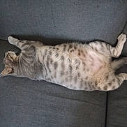 Gribouille a rejoint le concours — aidez-le/la à gagner de superbes lots ! cat, tabby_cat, pet, lying_down, resting, sleeping, feline, domestic_animal, fur, striped, whiskers, couch, furniture, indoor, relaxation, belly_up, comfortable, animal, mammal, sleep