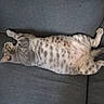cat, tabby_cat, pet, lying_down, resting, sleeping, feline, domestic_animal, fur, striped, whiskers, couch, furniture, indoor, relaxation, belly_up, comfortable, animal, mammal, sleep