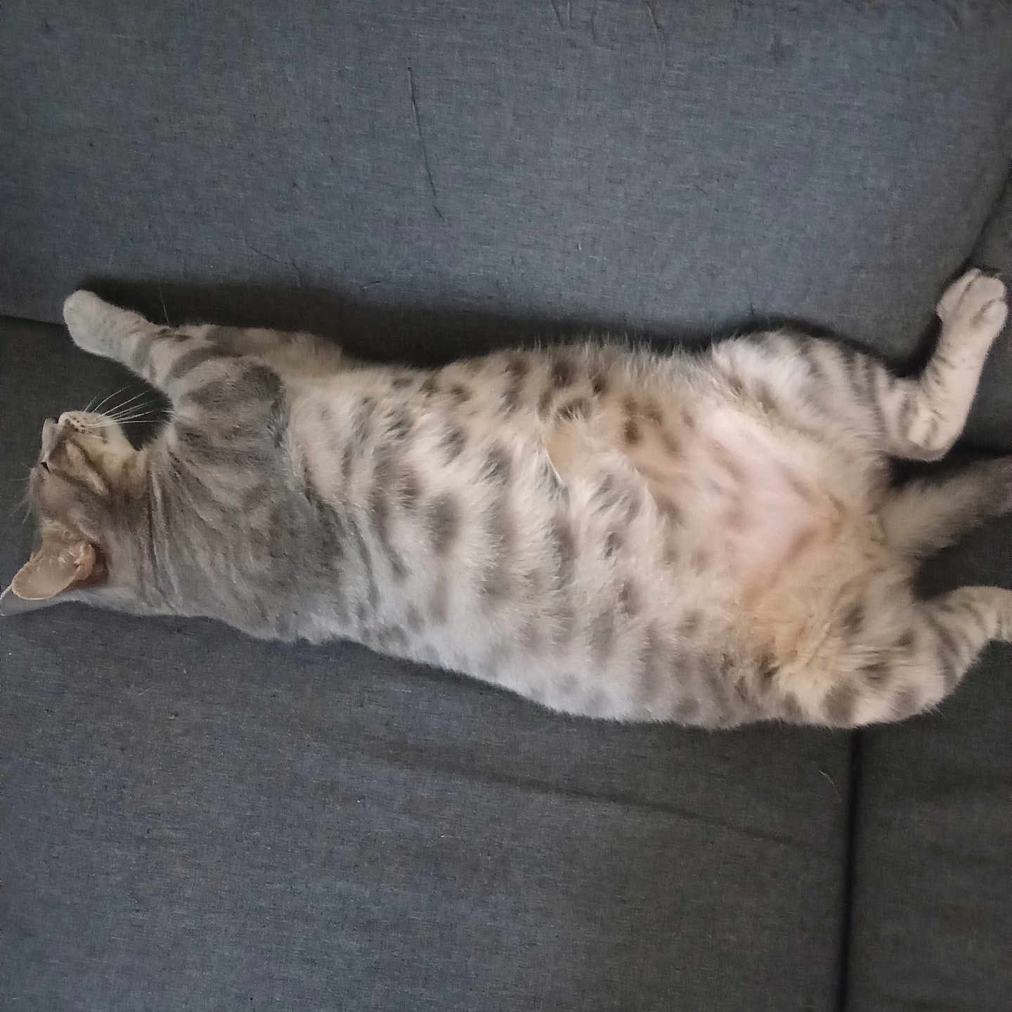 Gribouille