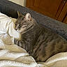 animal, blanket, cat, comfort, cozy, domestic_cat, ears, fur, furniture, gray_cat, household, indoor, pet, relaxed, resting, sleepy, soft_texture, tabby, whiskers, wooden_cabinet