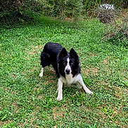 Léo participe au concours pour gagner de l'argent avec cette photo : dog, black_and_white, border_collie, grass, garden, greenery, outdoor, animal, pet, alert, standing, nature, fur, ears, eyes, canine, mammal, playful, field, bushes