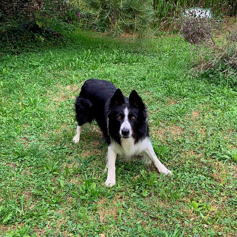 Léo