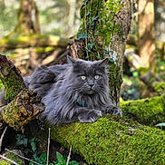 Maïa participe au concours pour gagner de l'argent avec cette photo : cat, gray_cat, fluffy_cat, moss, fallen_tree, forest, greenery, ivy, leaves, nature, outdoor, animal, wildlife, tree_bark, plants, wood, mossy_log, sunlight, natural_light, relaxed