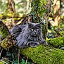 cat, gray_cat, fluffy_cat, moss, fallen_tree, forest, greenery, ivy, leaves, nature, outdoor, animal, wildlife, tree_bark, plants, wood, mossy_log, sunlight, natural_light, relaxed