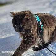 Maïa a rejoint le concours — aidez-le/la à gagner de superbes lots ! animal, cat, closeup, cold, daytime, feline, focused, fur, harness, leash, mammal, nature, outdoor, paw, pet, snow, sunlight, walking, whiskers, winter
