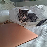 Loki is registered to the contest to win money with this photo: bed, bedroom, blanket, cardboard, cat, cozy, curious, electronics, indoor, kitten, laptop, macbook, paw, pet, pillow, plastic_bag, portrait, rose_gold, tail, white_bedspread