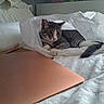 Loki is registered to the contest to win money with this photo: bed, bedroom, blanket, cardboard, cat, cozy, curious, electronics, indoor, kitten, laptop, macbook, paw, pet, pillow, plastic_bag, portrait, rose_gold, tail, white_bedspread