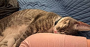 Loki is registered to the contest to win money with this photo: bed, blanket, cat, close_up, collar, cozy, fur, human_arm, indoor, nap, paws, pet, pink_clothing, quilt, relaxation, sleeping_cat, sleeve, tabby_cat, texture, whiskers