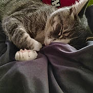 Loki is registered to the contest to win money with this photo: cat, sleeping_cat, paw, blanket, bedding, cozy, relaxed, indoor, feline, whiskers, fur, ear, close_up, pet, nap, paws, tabby, striped_fur, fabric, cushion