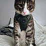 Loki is registered to the contest to win money with this photo: cat, feline, pet, tabby_cat, gray_tabby, harness, bed, bedding, blanket, pillow, indoor, portrait, close_up, whiskers, yellow_eyes, pink_nose, paws, fur, sitting, domestic_animal