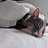 animal, bed, blanket, cat, comfort, cozy, cute, cute_pet, domestic_animal, feline, fur, home, indoor, mammal, pet, pink_nose, relaxation, resting, sleeping, whiskers