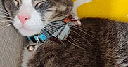 Loki is registered to the contest to win money with this photo: bow_tie, cat, close_up, collar, couch, cute, domestic_animal, feline, gray_fur, indoor, patterned_pillow, pet, pillow, pink_nose, relaxed, resting, sleeping, whiskers, white_fur, yellow_pillow