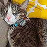 Loki is registered to the contest to win money with this photo: bow_tie, cat, close_up, collar, couch, cute, domestic_animal, feline, gray_fur, indoor, patterned_pillow, pet, pillow, pink_nose, relaxed, resting, sleeping, whiskers, white_fur, yellow_pillow