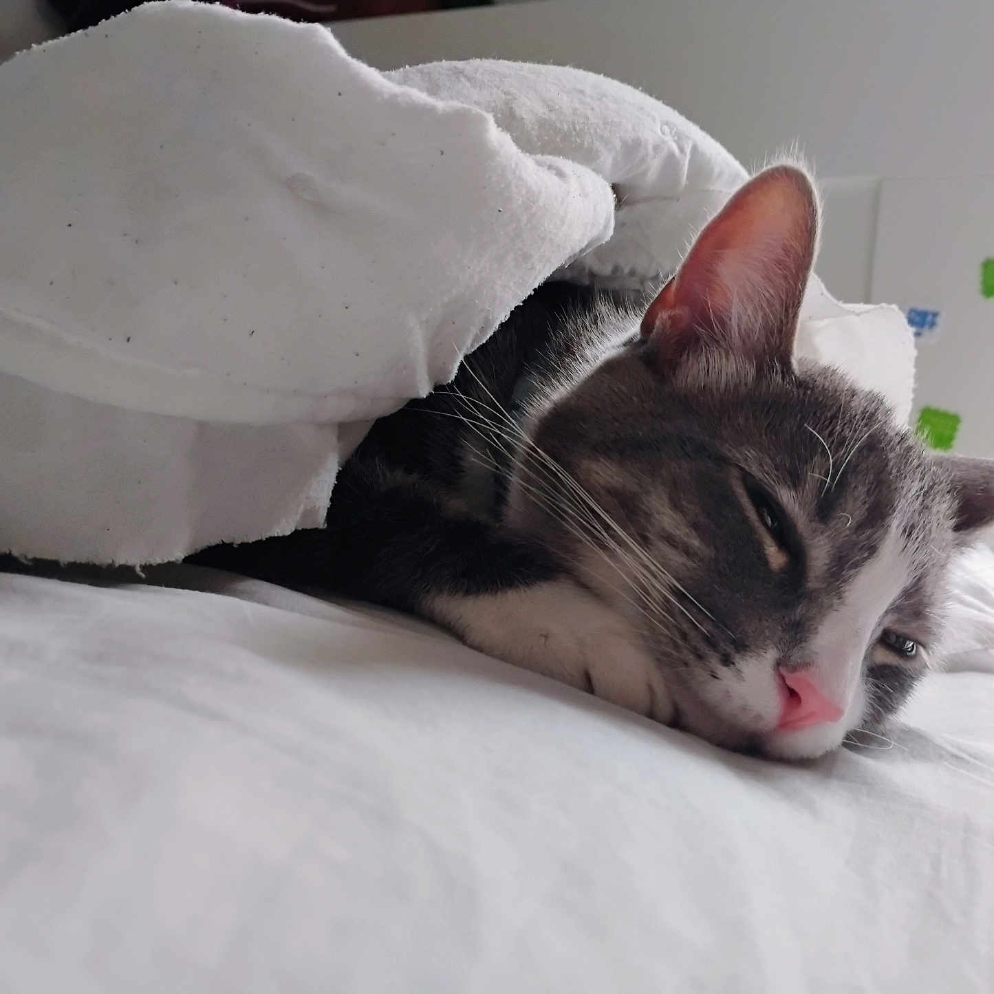 Loki