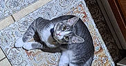 Loki is registered to the contest to win money with this photo: big_eyes, cat, collar, curious, cute, gray_white, id_tag, indoor, kitchen, kitten, looking_up, lying_down, patterned_rug, paw, pet, portrait, rug, striped, tile_floor, whiskers