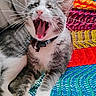 Loki is registered to the contest to win money with this photo: animal, cat, close_up, collar, colorful, cozy, feline, gray_and_white, hammock, indoor, paw, pet, relaxed, resting, teeth, texture, tongue, whiskers, woven, yawning