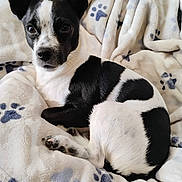 Milo is registered to the contest to win money with this photo: adorable, bed, black_and_white, blanket, close_up, cozy, curious, curled_up, dog, ears, fur, indoor, looking_at_camera, nose, paw_print, paws, pet, portrait, puppy, whiskers