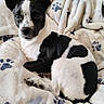 Milo is registered to the contest to win money with this photo: adorable, bed, black_and_white, blanket, close_up, cozy, curious, curled_up, dog, ears, fur, indoor, looking_at_camera, nose, paw_print, paws, pet, portrait, puppy, whiskers