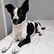 Milo joined the competition — help win amazing prizes! dog, black_and_white, pet, bed, indoor, fur, ears, animal, canine, laying, cute, domestic_animal, resting, white_bedspread, short_fur, alert, paw, tail, side_view, companion
