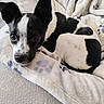 Milo is registered to the contest to win money with this photo: animal, bed, black_and_white, blanket, canine, companion, cozy, curled_up, cute, dog, ears_up, fur, indoor, looking_up, paw_prints, pet, relaxed, resting, small_dog, soft_texture