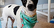Milo is registered to the contest to win money with this photo: bandana, black_and_white, carpet, closeup, collar, curious, dark_eyes, dog, floor, front_paws, furniture, indoor, perky_ear, pet, portrait, power_outlet, small_dog, table_leg, toy_piece, wall